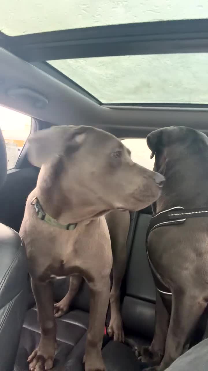 Cane Corso dogs for sale: Cane corsos  - Video 1