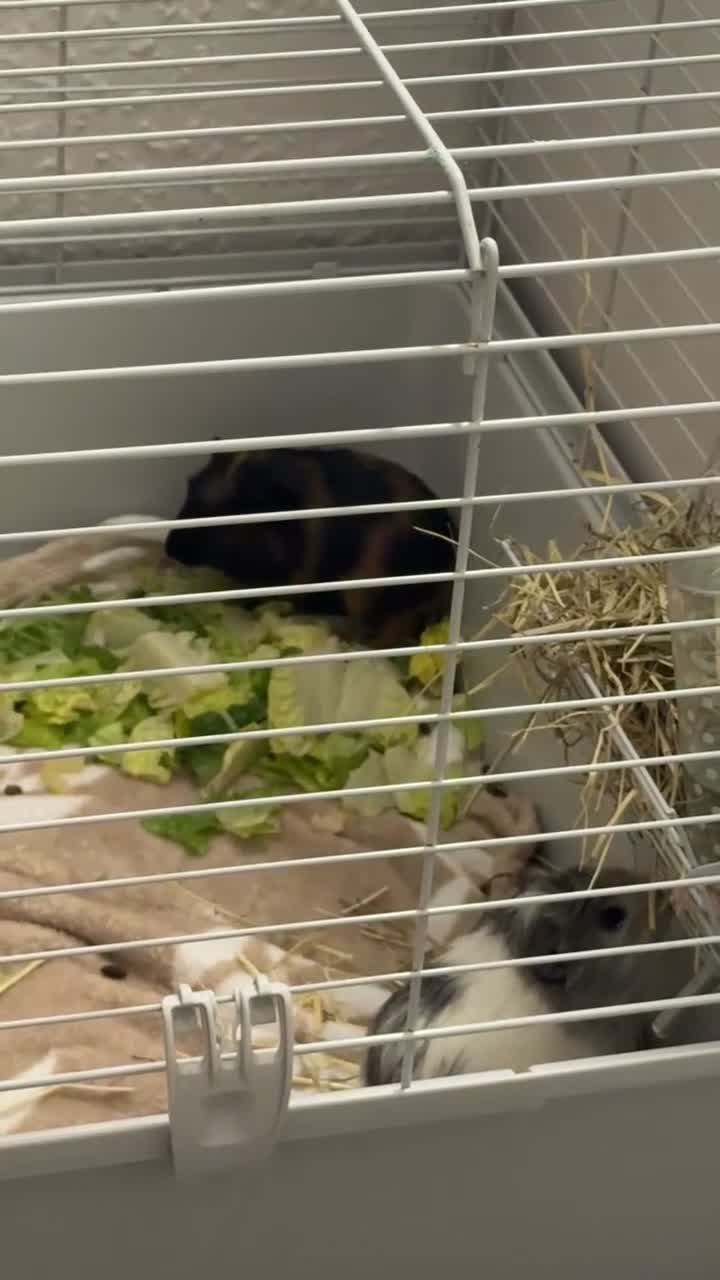 Mixed Breed livestock for sale: 3 Guinea pigs  - Video 3