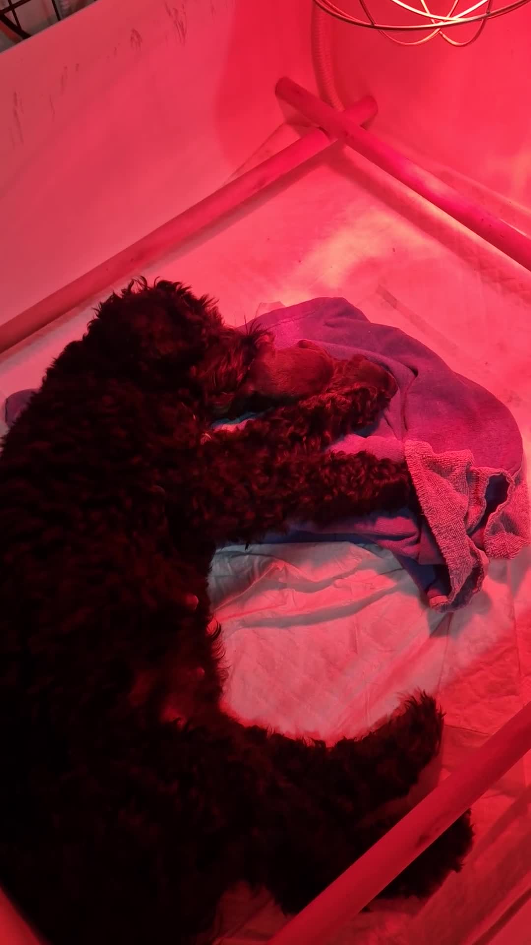 Cockapoo dogs for sale: Minature chocolate brown cockerpoo F1B - Video 1