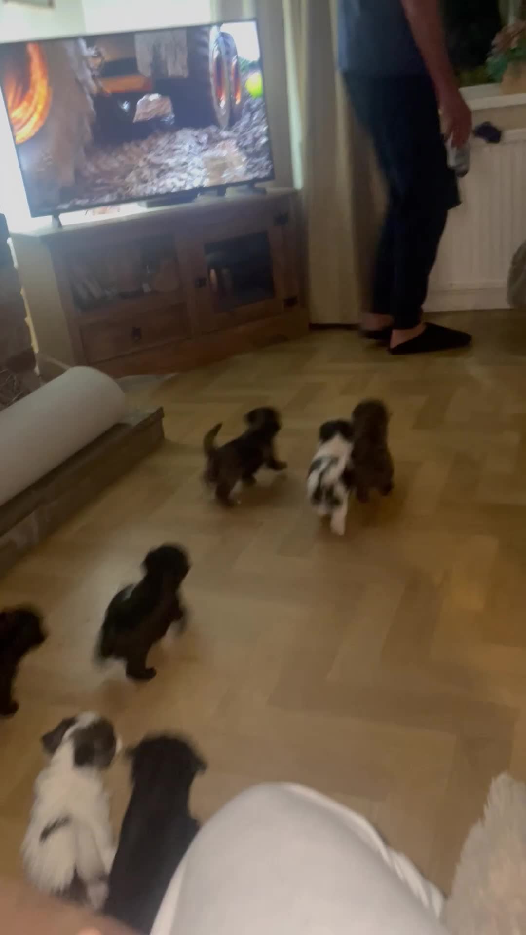 Lhasapoo dogs for sale: *****only 1 girl and 2 boys left ***** - Video 1