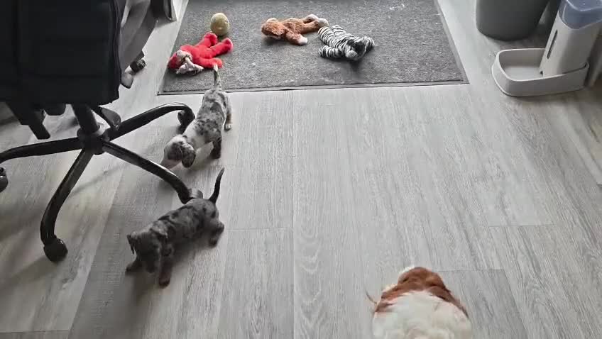 Doxiepoo dogs for sale: Miniature Doxiepoo Puppies for Sale in Diss - Video 1