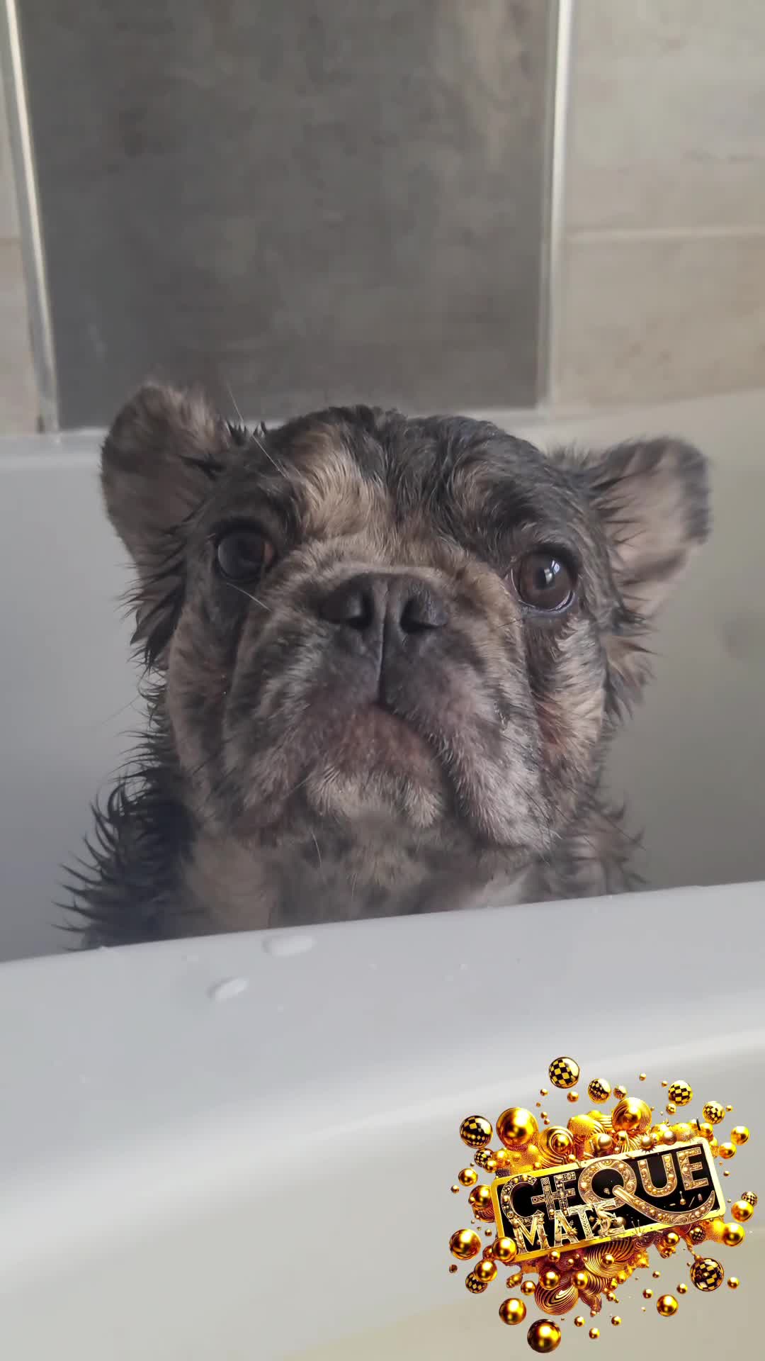 French Bulldog dogs for stud: ♟️ Cheque Mate – Elite Fluffy Frenchie Stud ✨ - Video 1