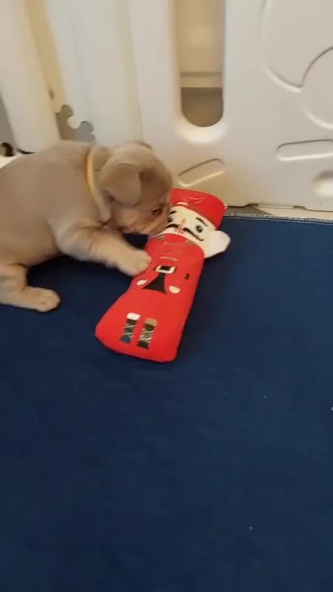 French Bulldog dogs for sale: KC Registered Beautiful French Bulldog Puppies - Video 4