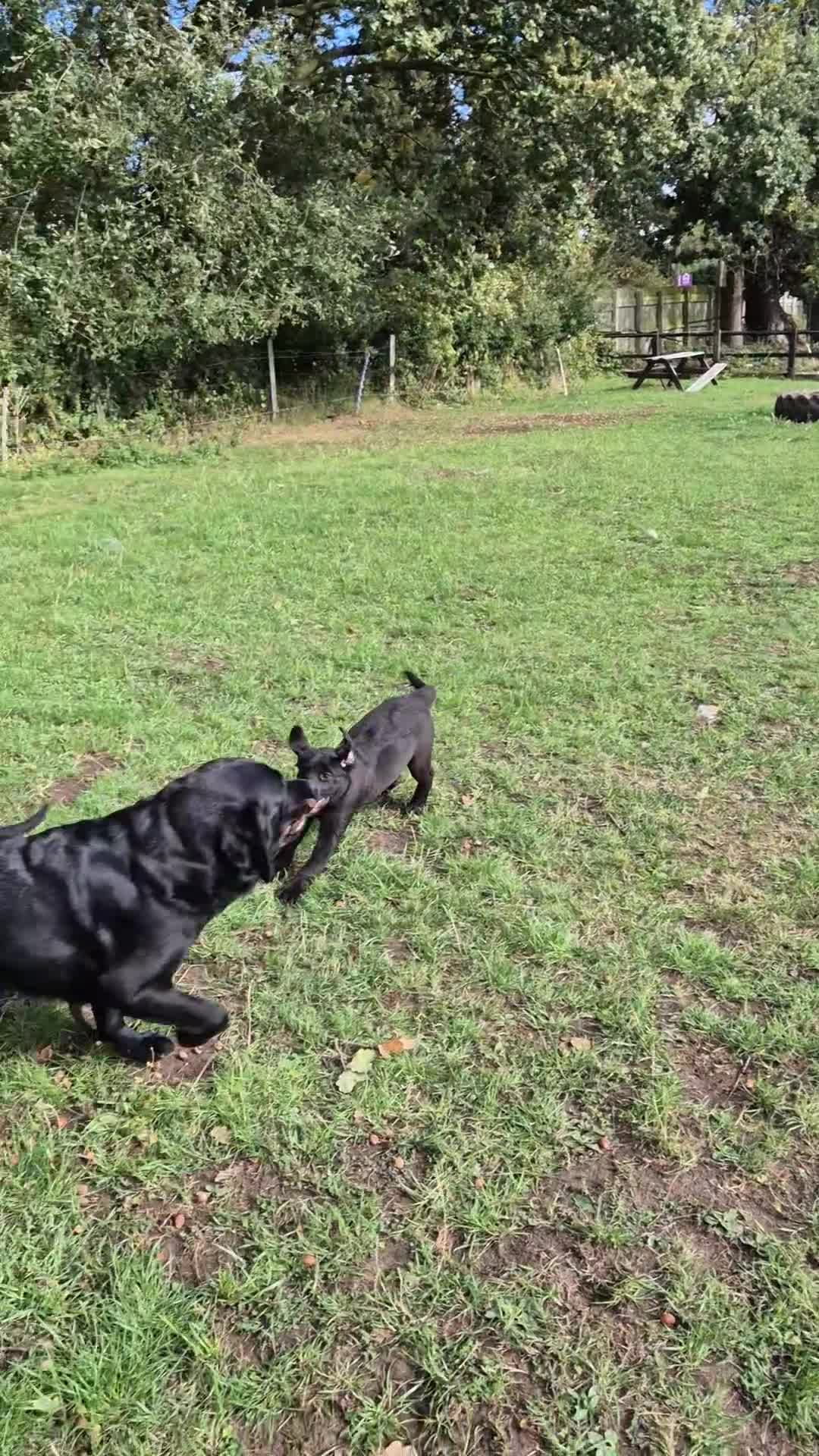 Mixed Breed dogs for sale: Mother  malnute  father  full black Labrador  - Video 3
