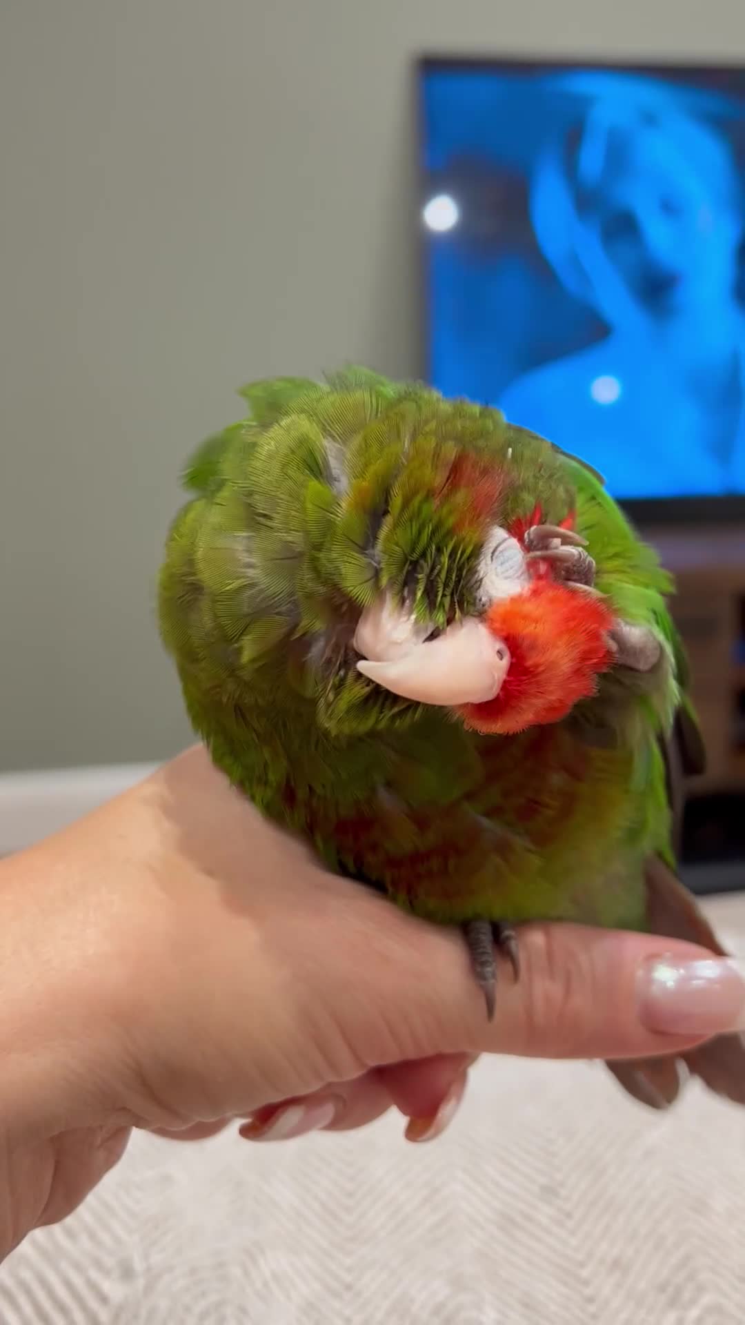 Conures birds for sale: Rose Crowned Conure ‘hand reared’  - Video 1