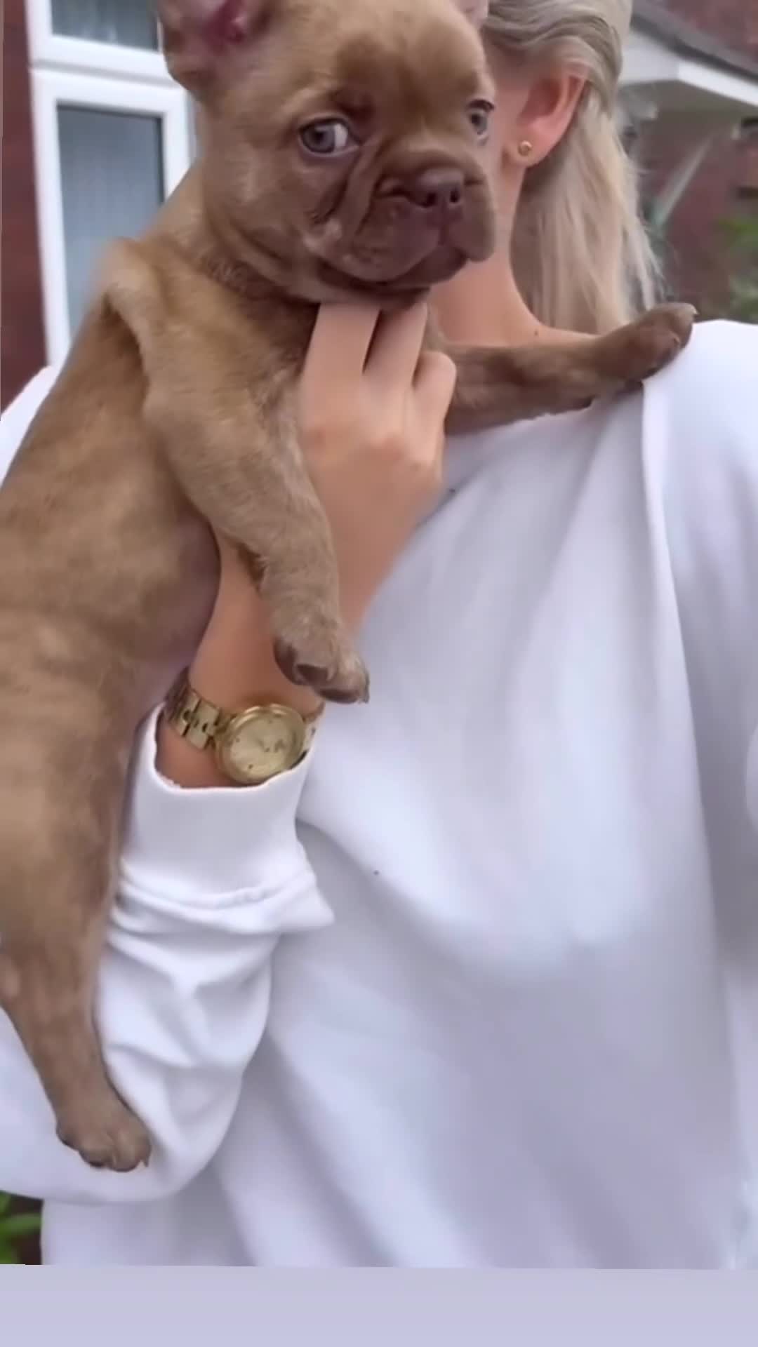 French Bulldog dogs for sale: French Bulldog puppies  - Video 3