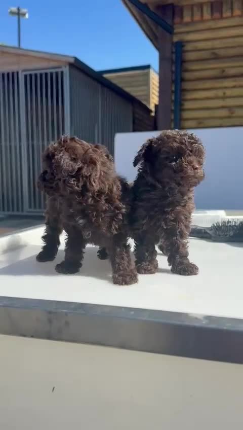 Miniature Poodle dogs for sale: Miniature asian poodles - Video 1