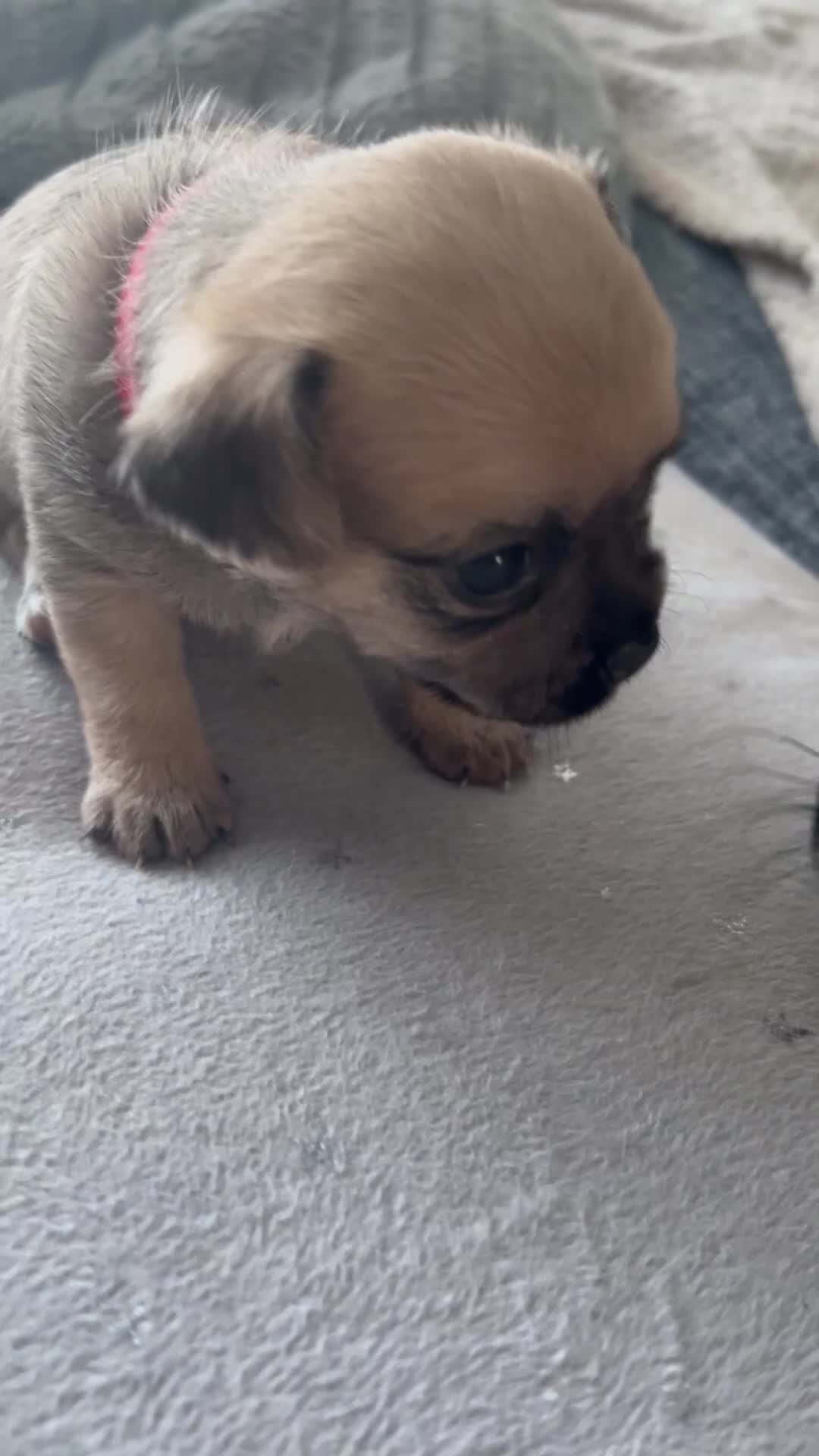 Jug dogs for sale: Jugs puppies  in Hereford - Video 4