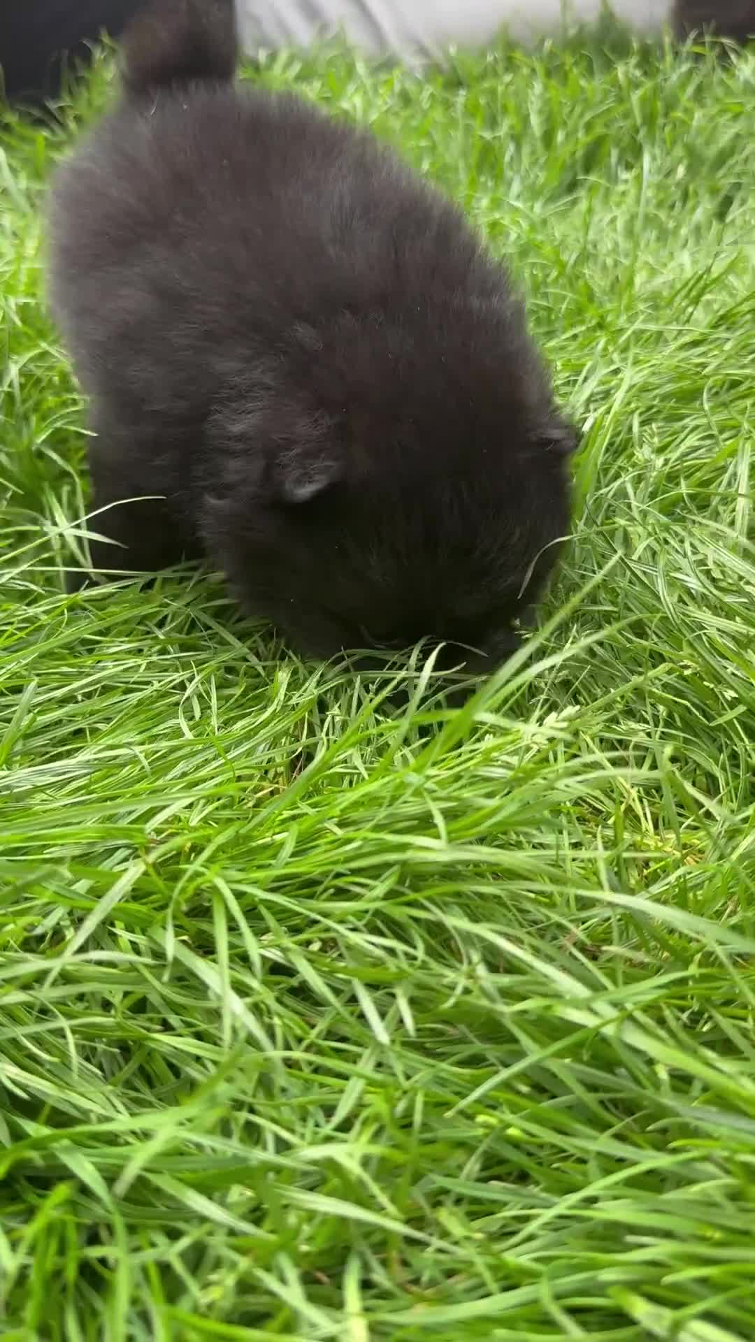 Pomeranian dogs for sale: Beautiful & Chunky Pomeranian puppy's for sale - Video 1