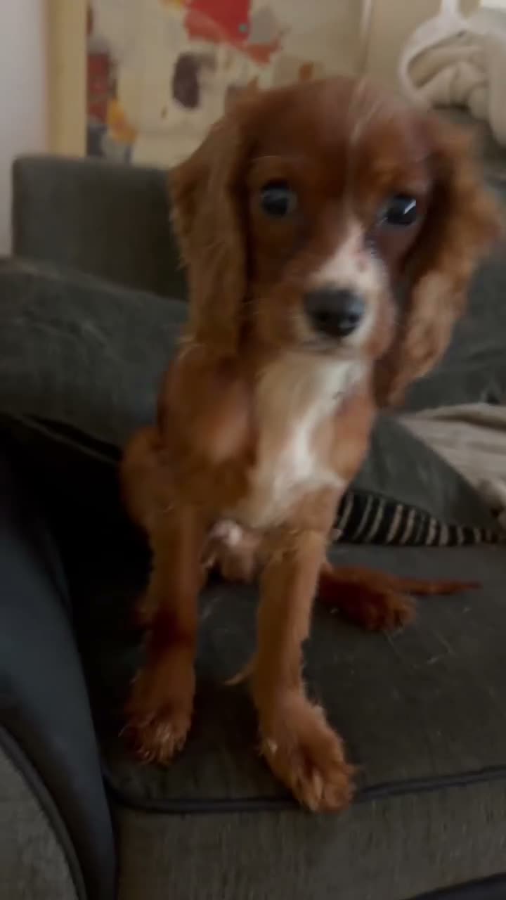 Cavalier King Charles Spaniel dogs for sale: Male Ruby Caviler King Charles - Video 1