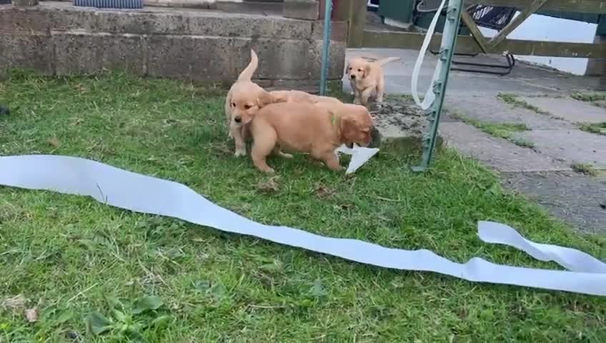 Golden Retriever dogs for sale: 2 beautiful golden retriever boys available. - Video 2