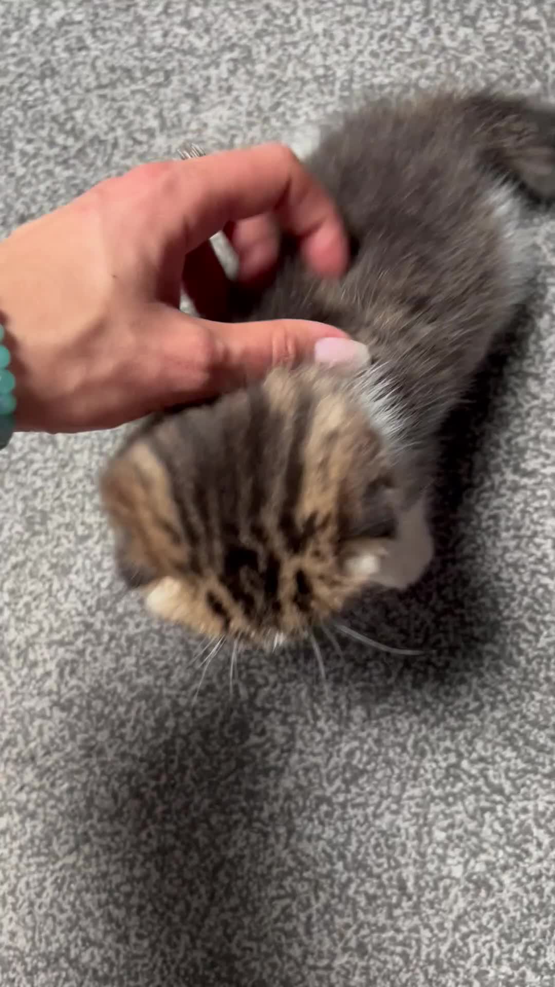 Scottish Fold cats for sale: Adorable Scottish Fold kittens 🐈‍⬛  - Video 3