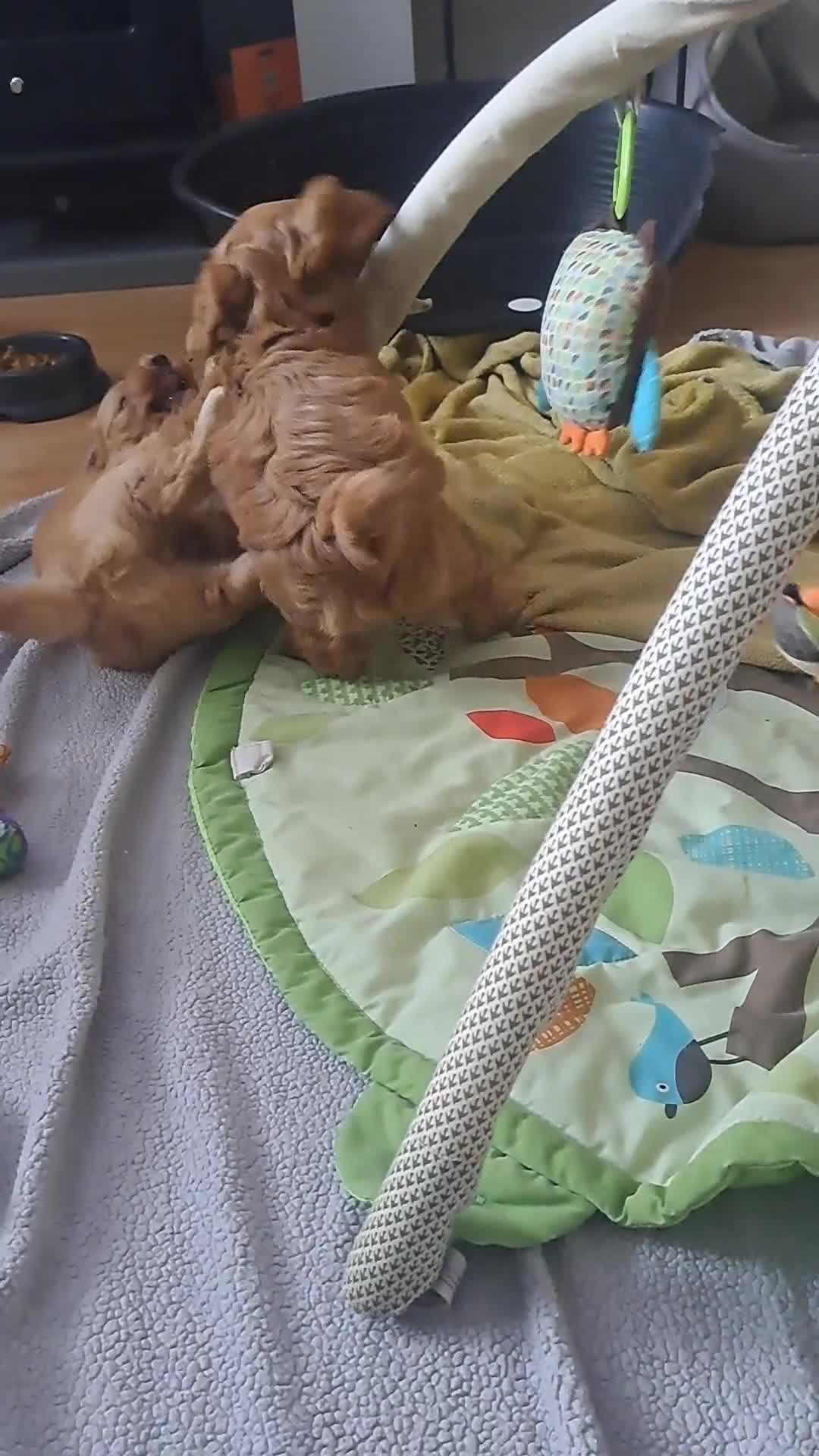 Cockapoo dogs for sale: Gorgeous Red, Golden & Apricot F1 Cockapoos - Video 1