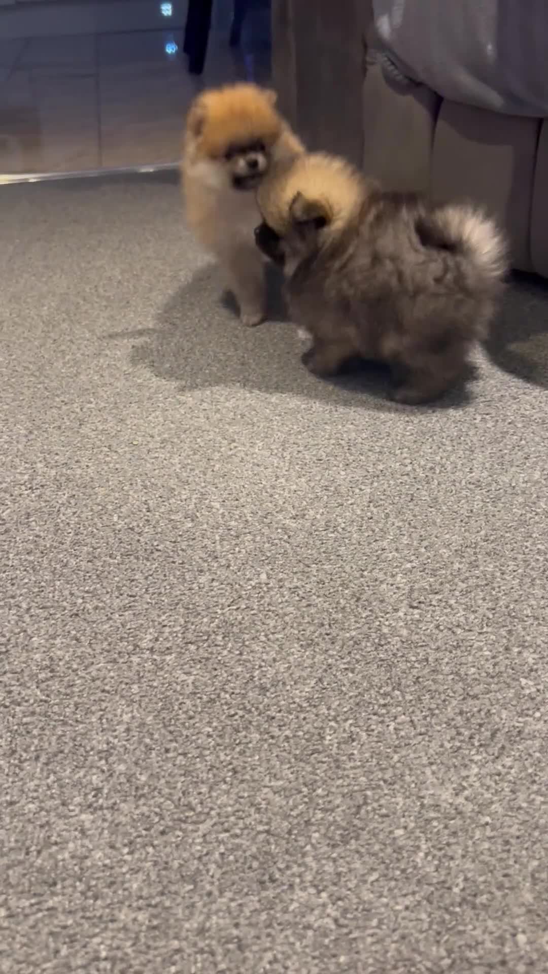 Pomeranian dogs for sale: Beautiful Pomeranian puppies - Video 1