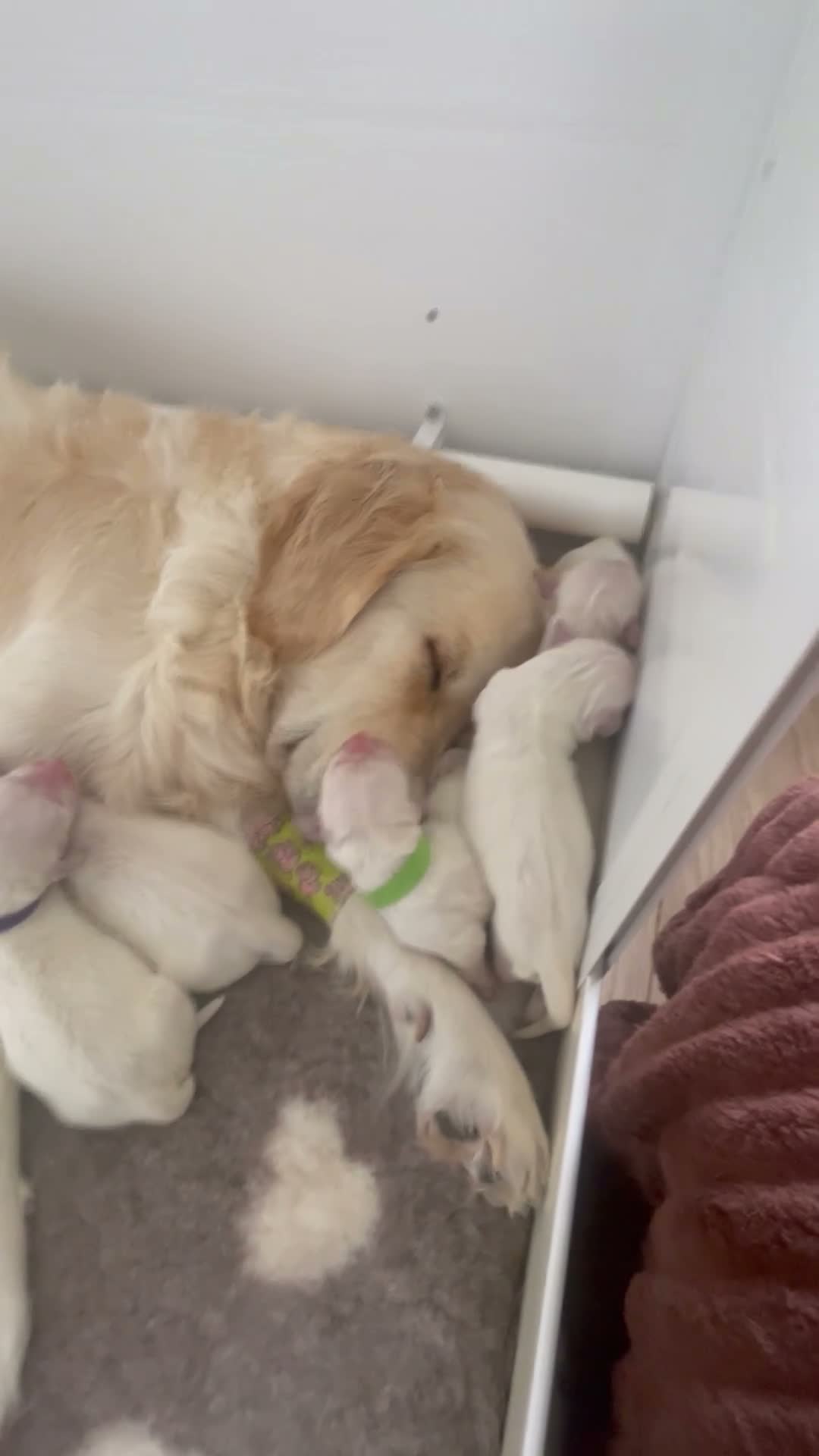 Golden Retriever dogs for sale: Light cream golden retrievers  - Video 1