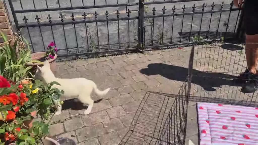 Siberian Husky dogs for sale: 2 female Beautiful White Husky Puppies Ready Now. - Video 2