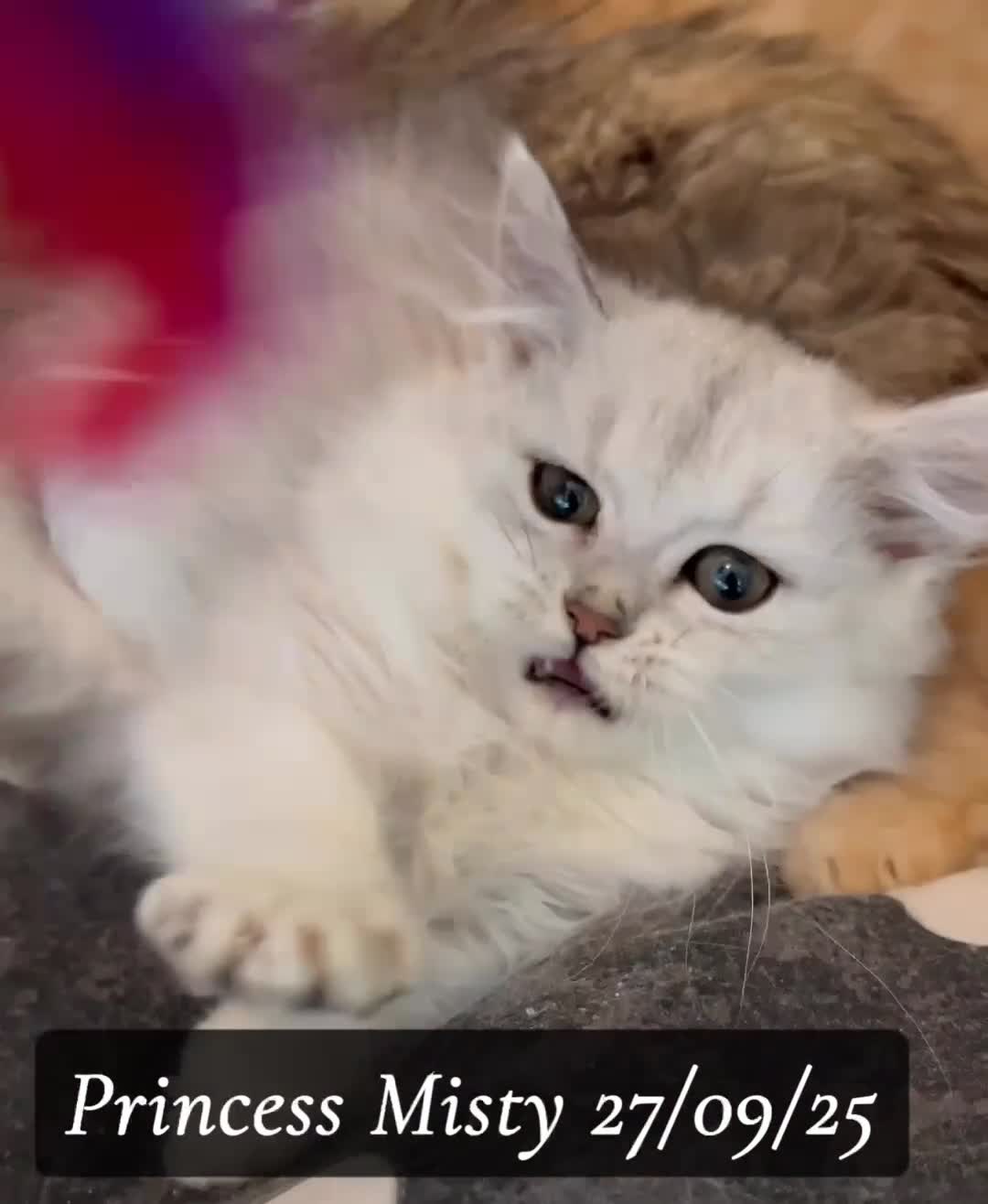 Munchkin cats for sale: Exceptional Quality & Extremely Rare Silver Minuet - Video 1