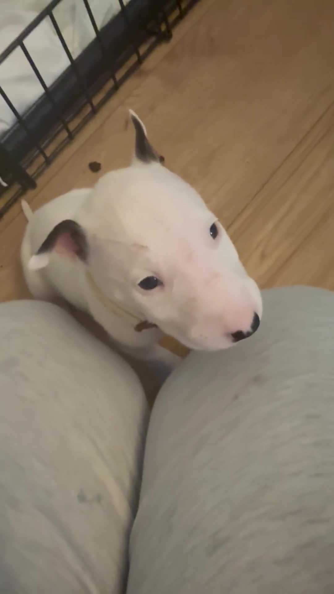 English Bull Terrier dogs for sale: Stunning English Bull Terrier pups. - Video 2