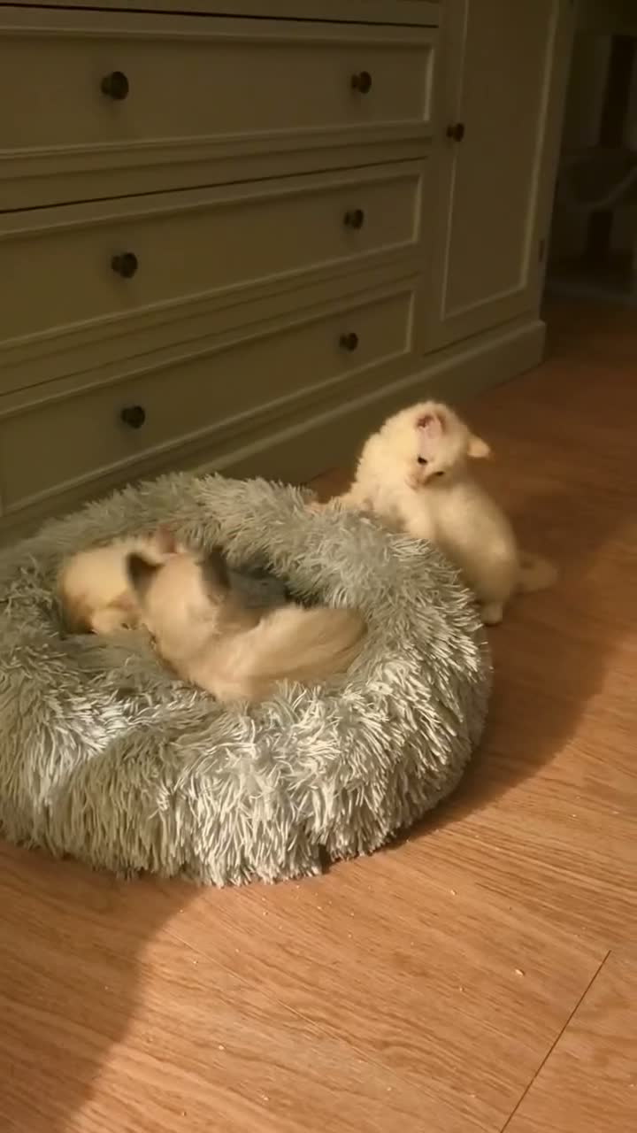 Ragamese cats for sale: Flame Point Ragamese Kittens in Accrington - Video 3