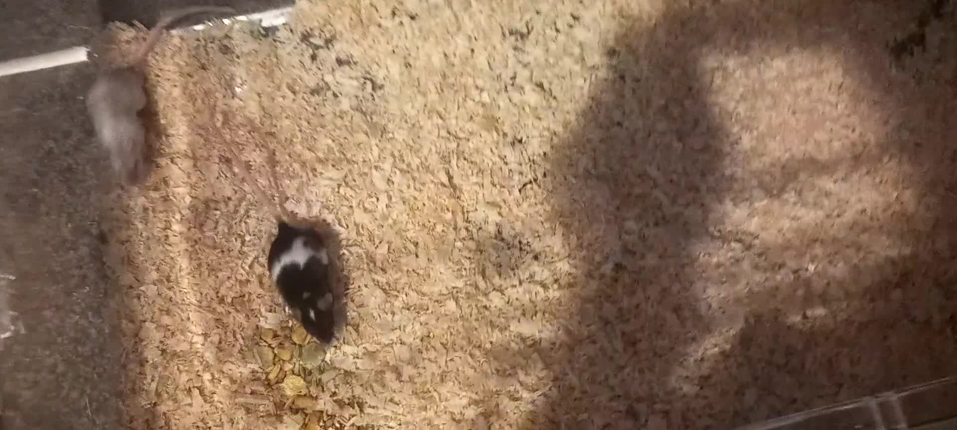 Mouse rodents for sale: Male baby mice  - Video 1