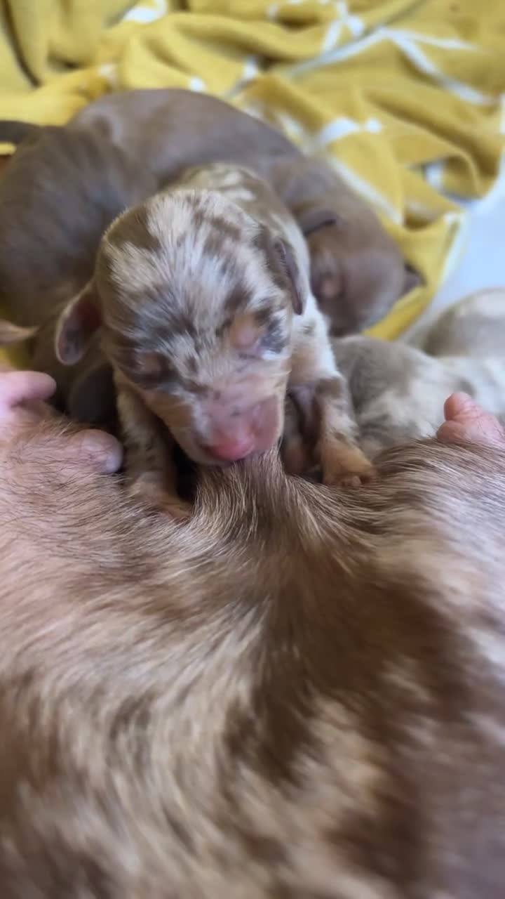 Miniature Dachshund dogs for sale: Miniature Dachshund Pups looking for Loving Homes - Video 1