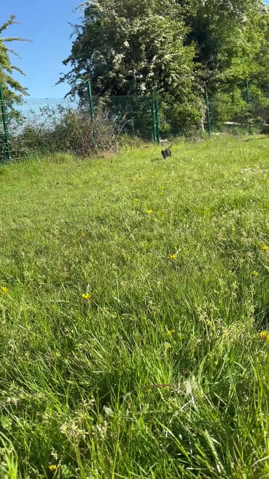 Sprocker dogs for sale: Beautiful Sprocker Spaniel puppy - Video 1