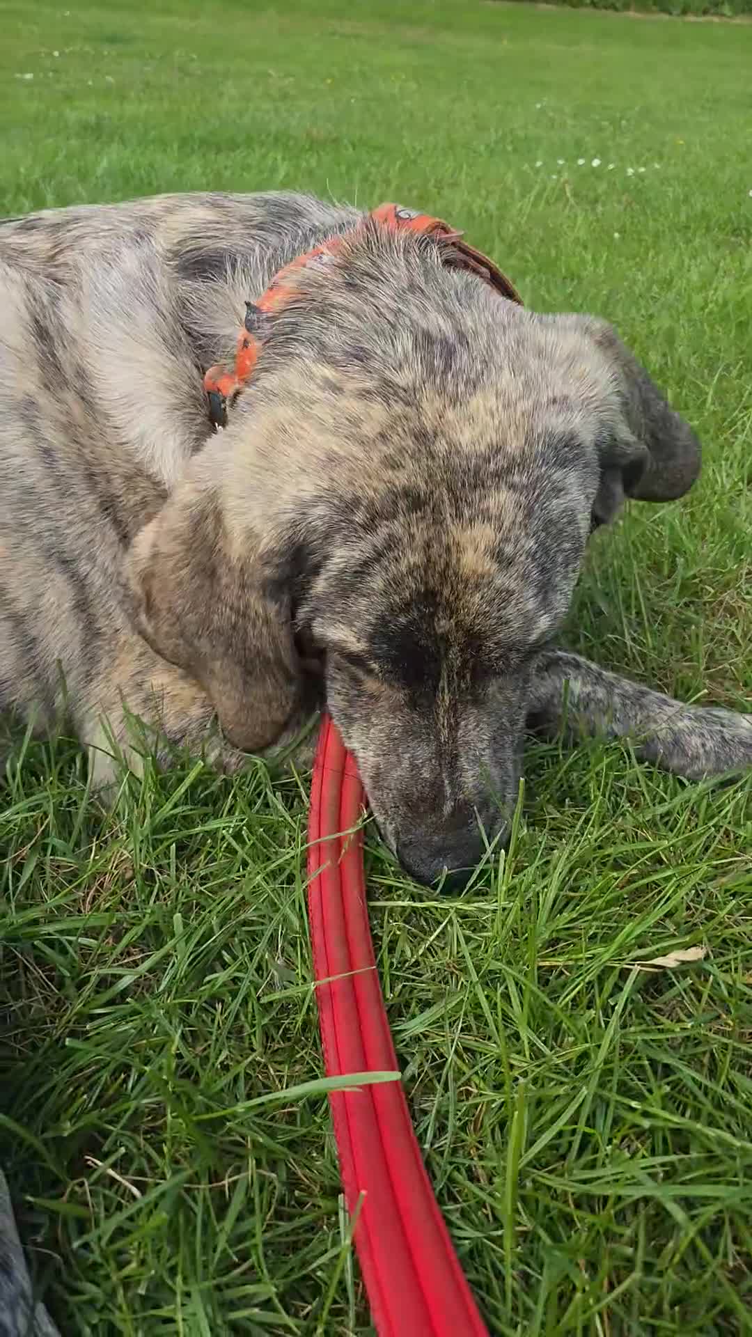Mixed Breed dogs for sale: This is max  in Doncaster - Video 1