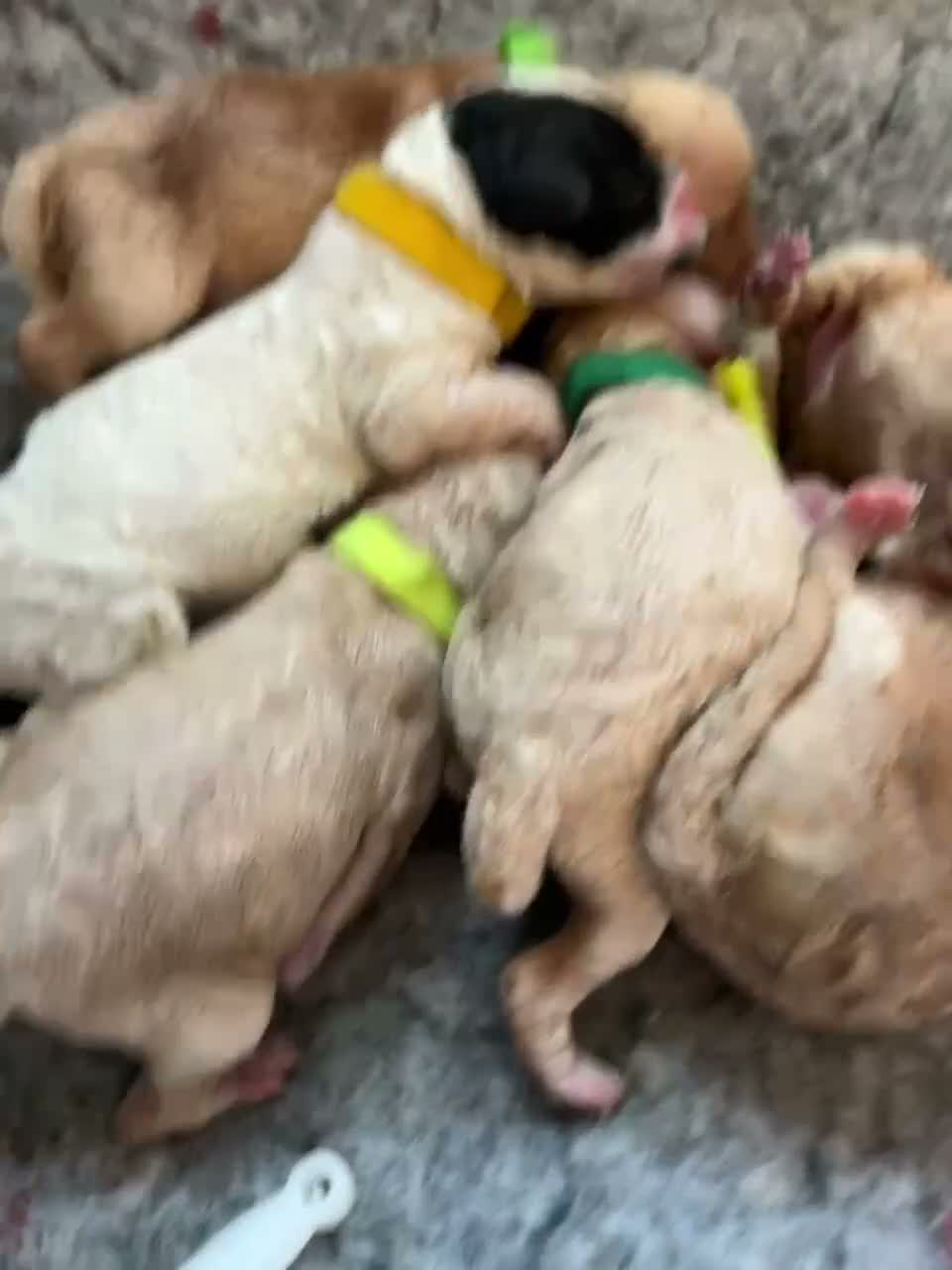 Cavapoochon dogs for sale: Beautiful Cavapoochon Puppies ready for  **  - Video 1