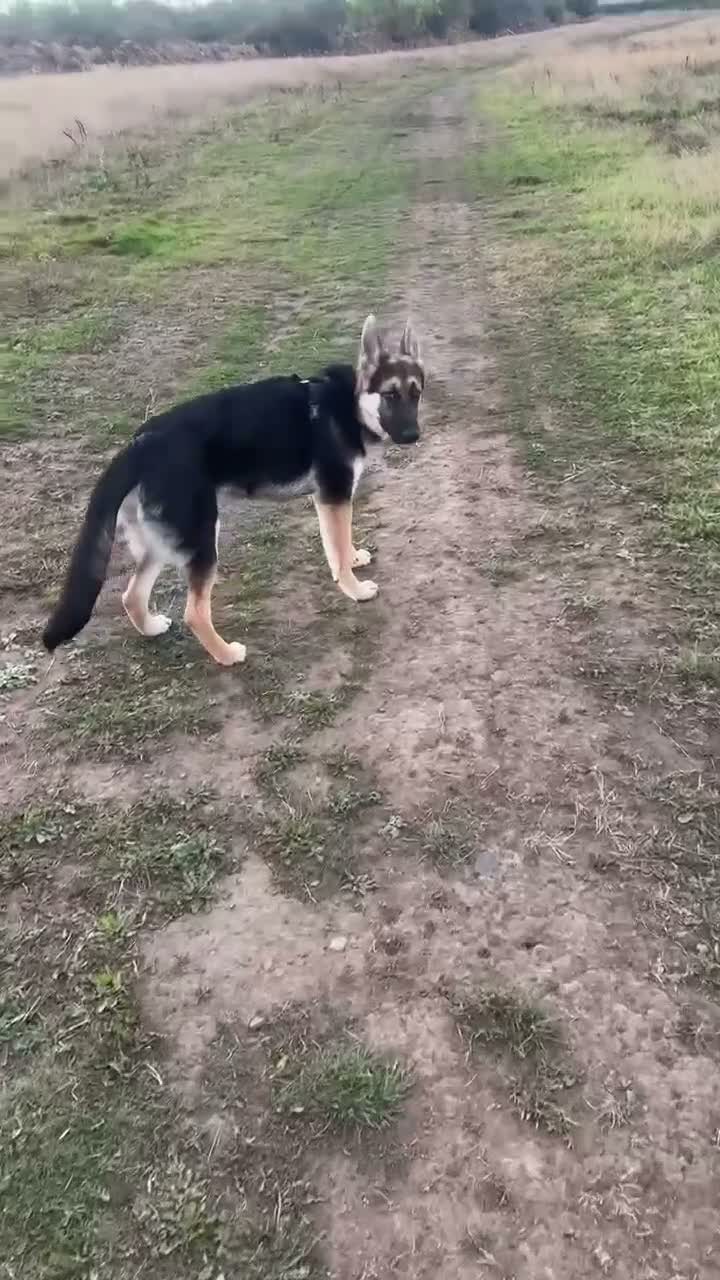 German Shepherd dogs for sale: Beautiful Puppy German shepherd  - Video 1