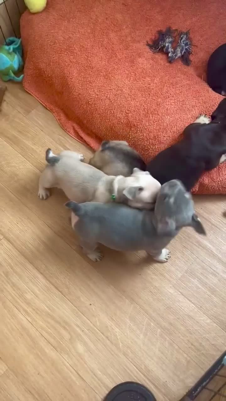 French Bulldog dogs for sale: Exquisite French Bulldog Puppies - Video 2