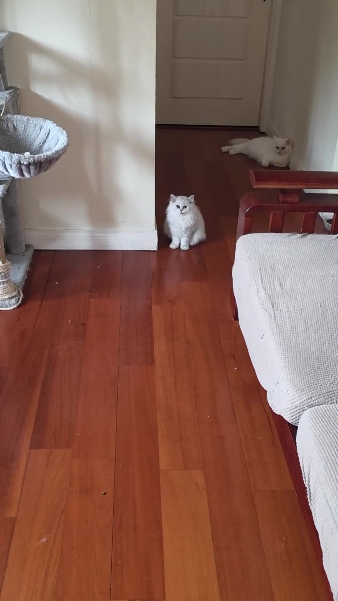Persian cats for sale: 2 white lovely Persian female kittens  - Video 2