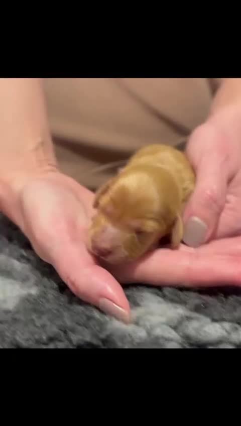 Miniature Dachshund dogs for sale: KC Reg cream L/hair Health Tested Mini Dachshund❤️ - Video 4