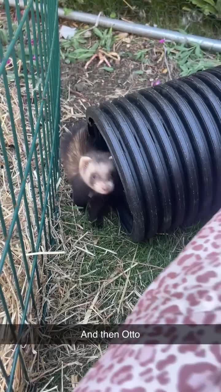 Ferret rodents for sale: Ferret kits needing new home - Video 2