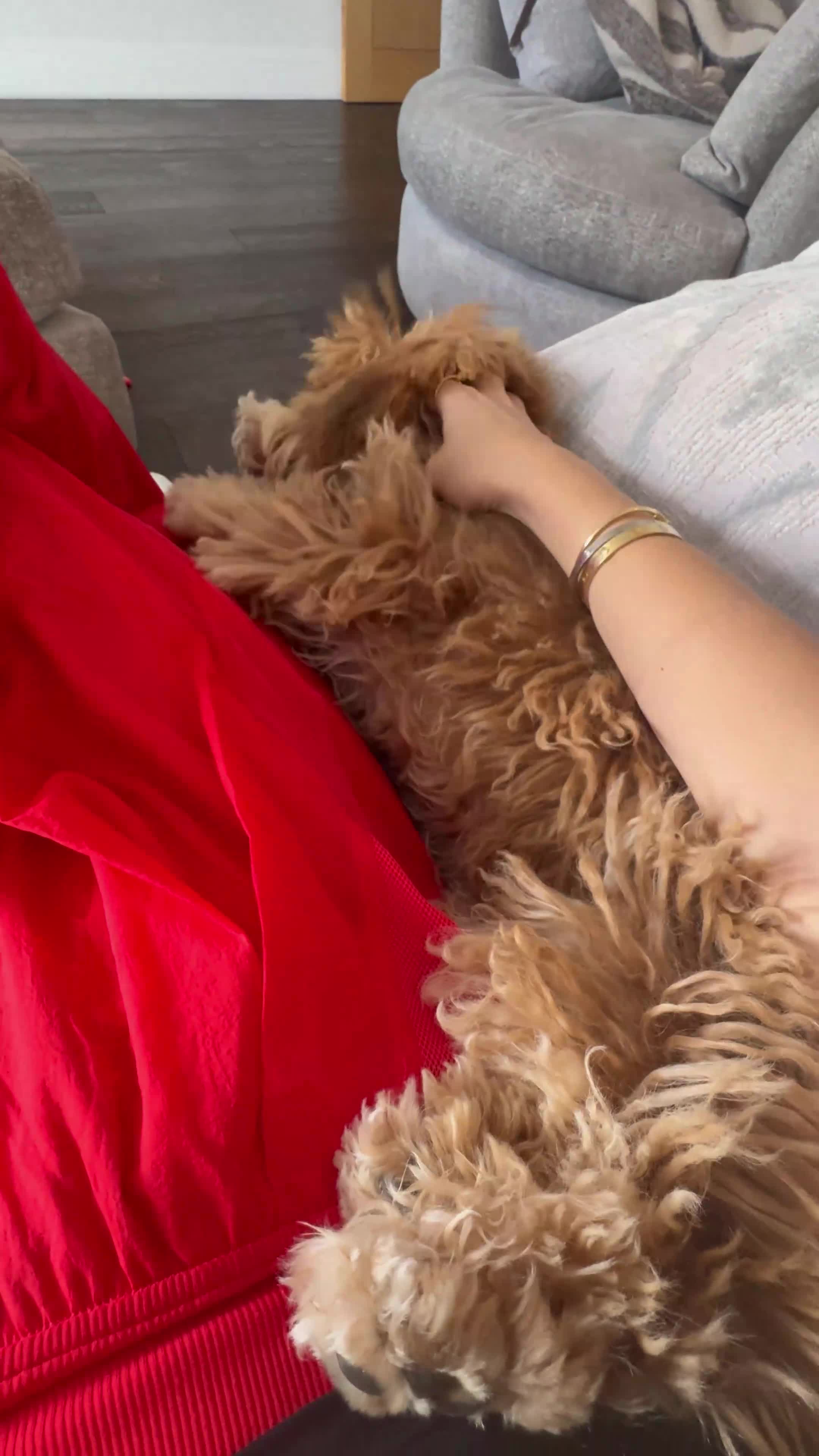 Maltipoo dogs for sale: Maltipoo Male - Video 3