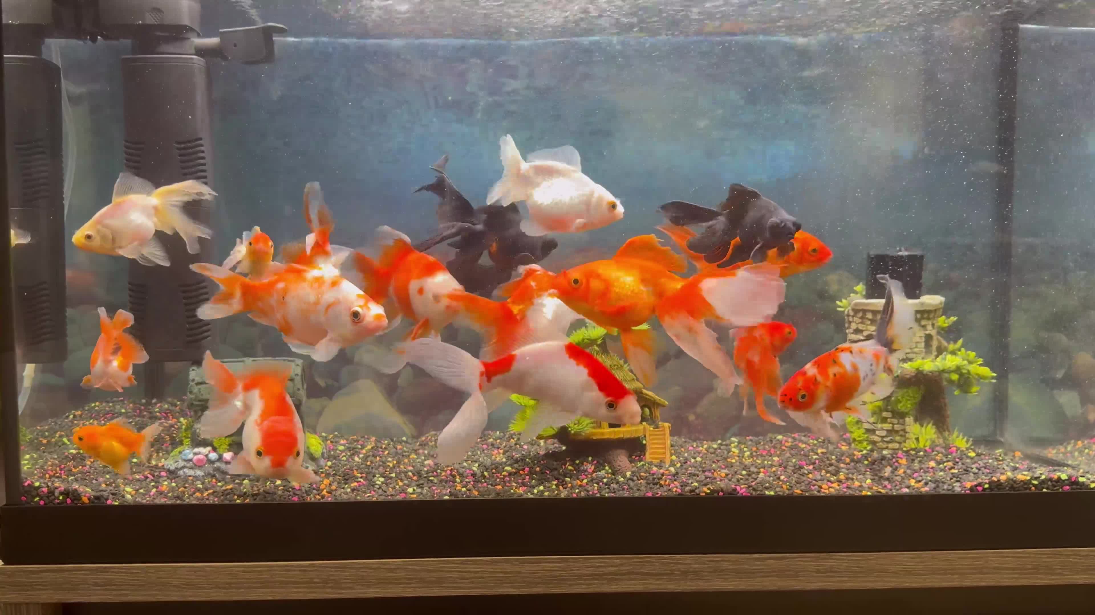 Goldfish fish for sale: Good quality gold fish & koi carp  in Leicester - Video 1