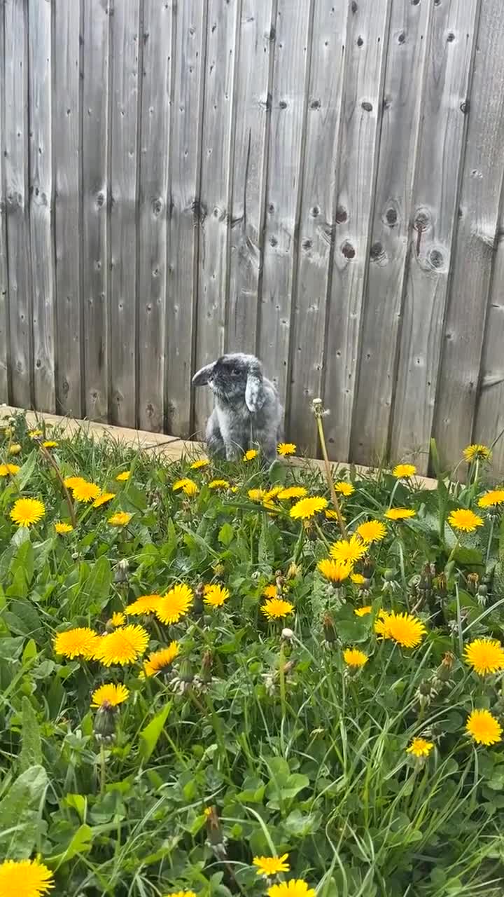 Mini Lop rabbits for sale: Mini lop my name is Aero 😍 - Video 1