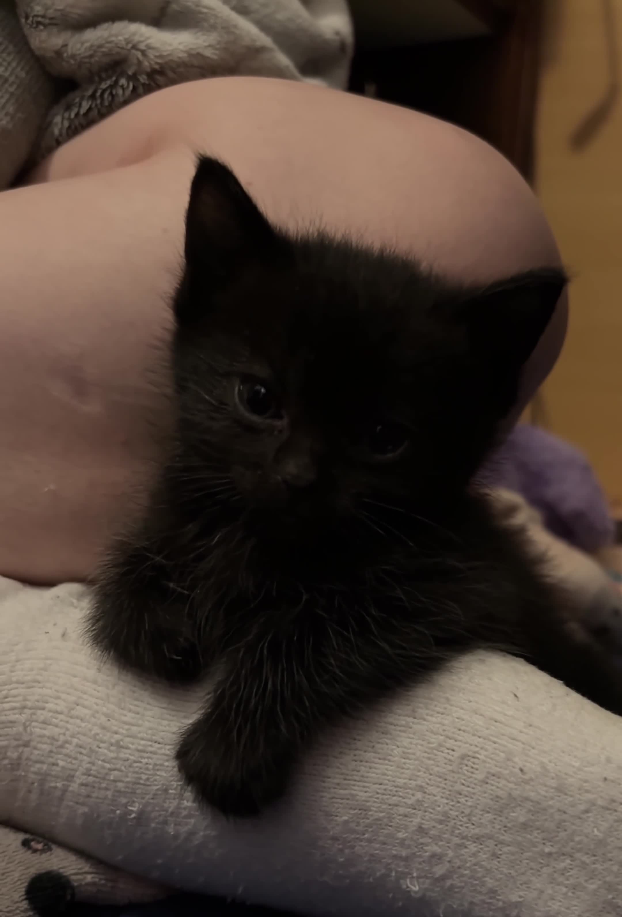 Ragdoll cats for sale: 2 ragdoll mix kittens  - Video 1