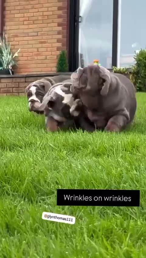 English Bulldog dogs for sale: World class bulldogs - Video 2