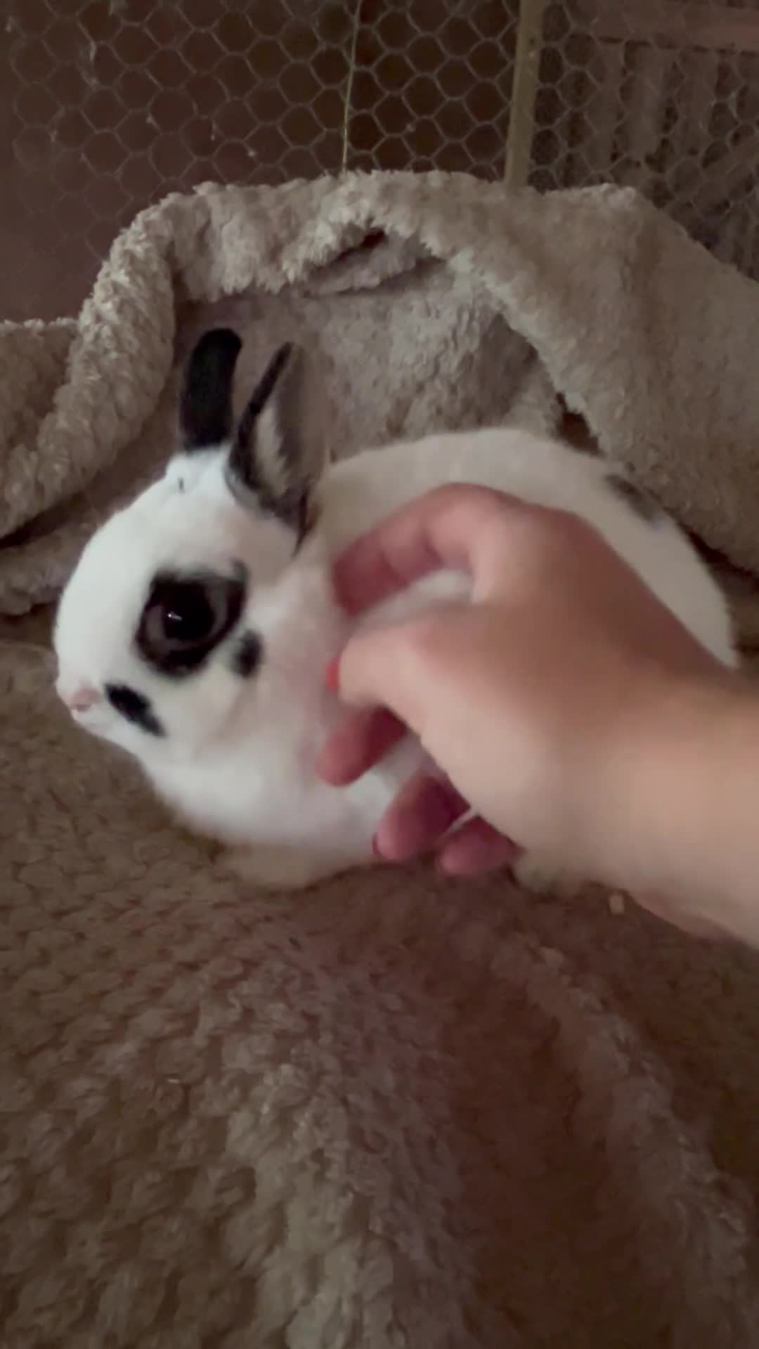 Netherland Dwarf rabbits for sale: Lovely pure Netherland Dwarf boys  - Video 1