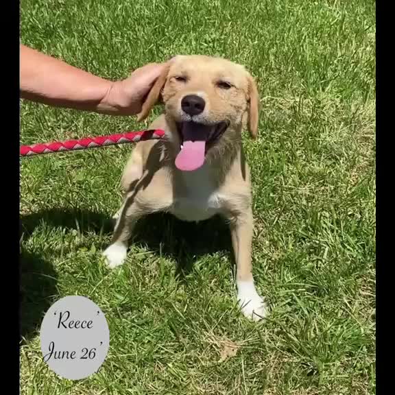 Mixed Breed dogs for adoption: Reece. 8 months approx. Available for adoption. in Brixham - Video 1