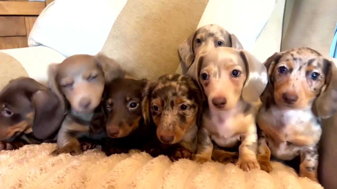 Miniature Dachshund dogs for sale: Miniature dadhaunds ready now  - Video 2