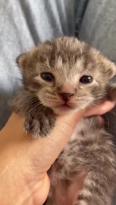 Mixed Breed cats for sale: Mixed breed ragdoll & tabby kittens - Video 1