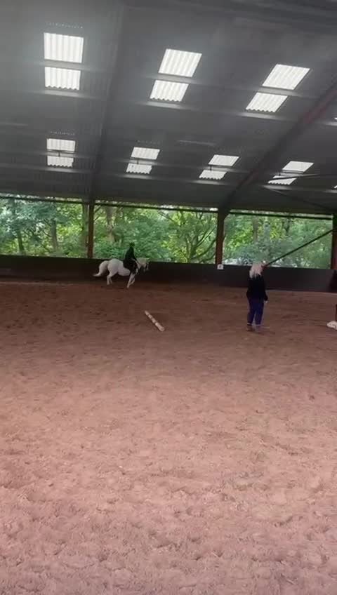 Welsh Section A horses for sale: 12.1/2 Grey Welsh section A white mare  - Video 1