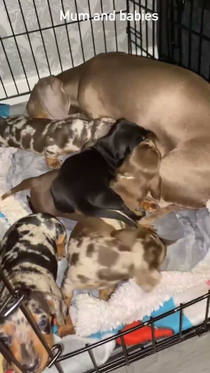 Miniature Dachshund dogs for sale: Miniature dachshund puppies  - Video 1