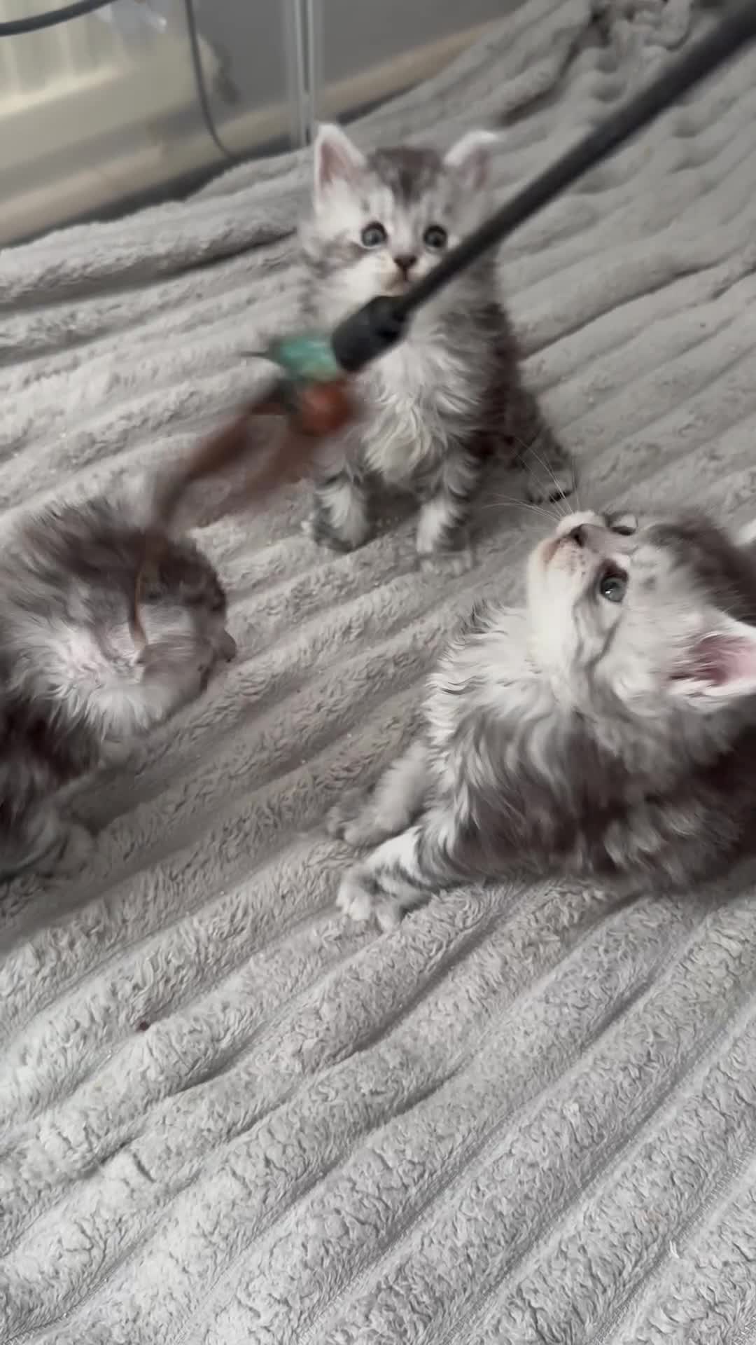 Maine Coon cats for sale: ✨🌟Beautiful The last little boy Maine Coon 😻🌟✨ - Video 1