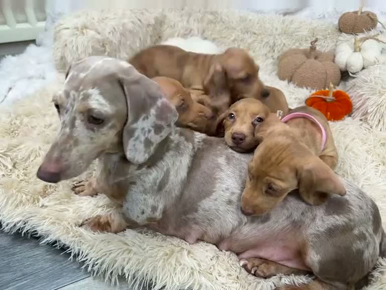 Dachshund dogs for sale: HIGH QUALITY MINIATURE DACHSHUND PUPPIES - Video 1