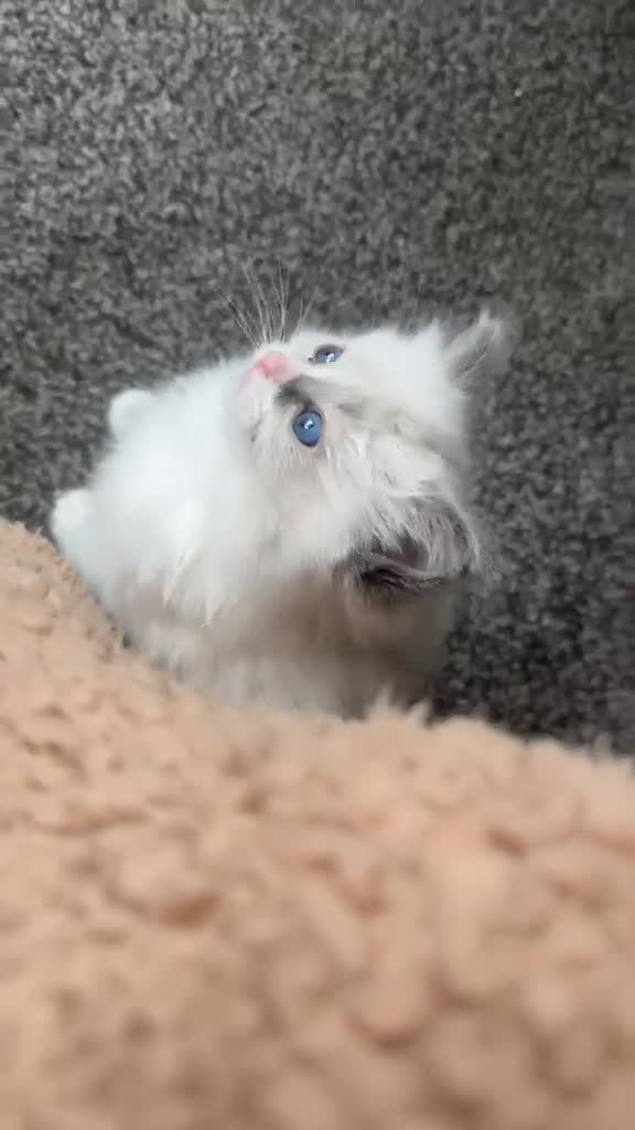 Ragdoll cats for sale: Female Ragdoll kitten for sale - Video 1