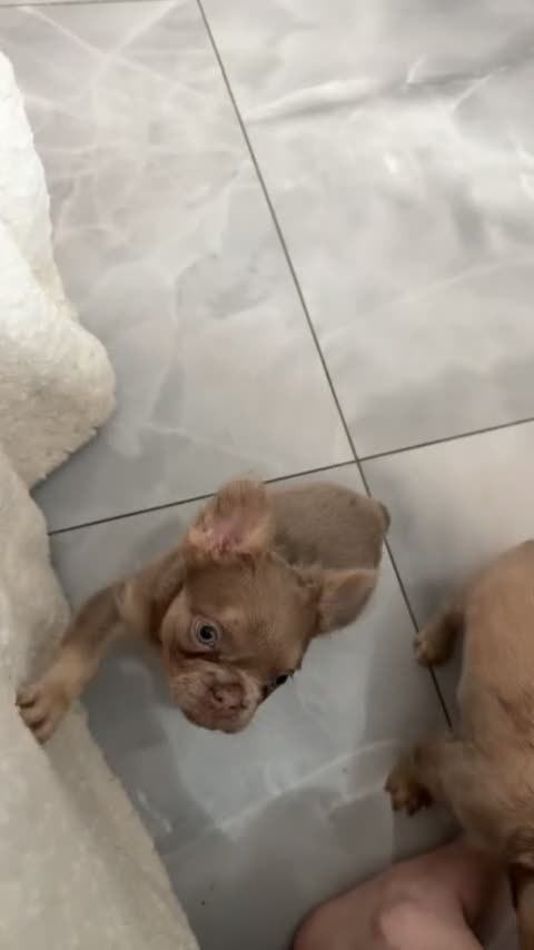 French Bulldog dogs for sale: Fluffy frenchies - Video 3