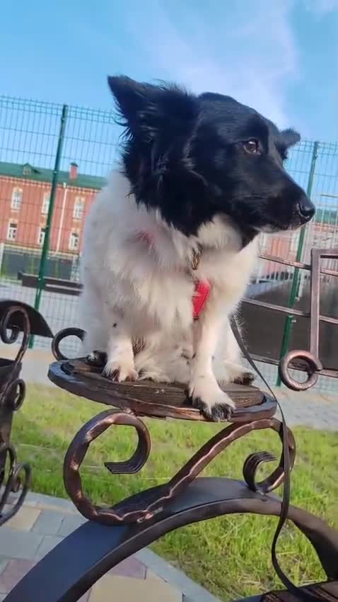 Welsh Corgi Cardigan dogs for adoption: BiBi – The Forgotten Soul Who Almost Lost her life - Video 1