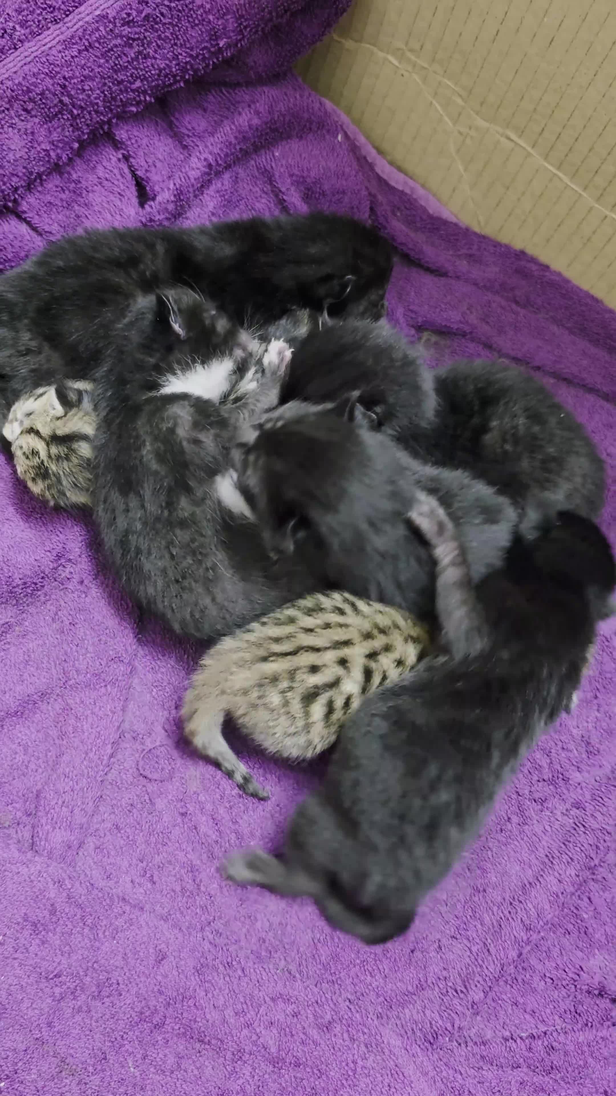 Mixed Breed cats for sale: 7 kittens, Mackerel, ghost marked, blotchy tuxedo - Video 1